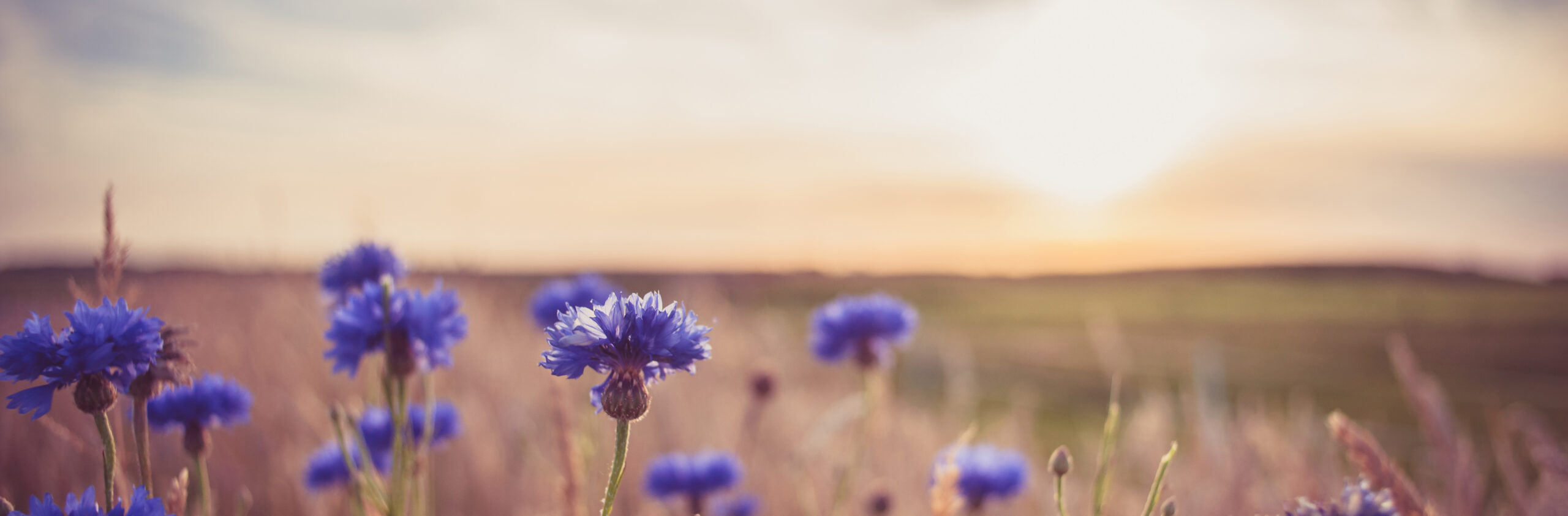 AdobeStock 162446211 2 Scaled