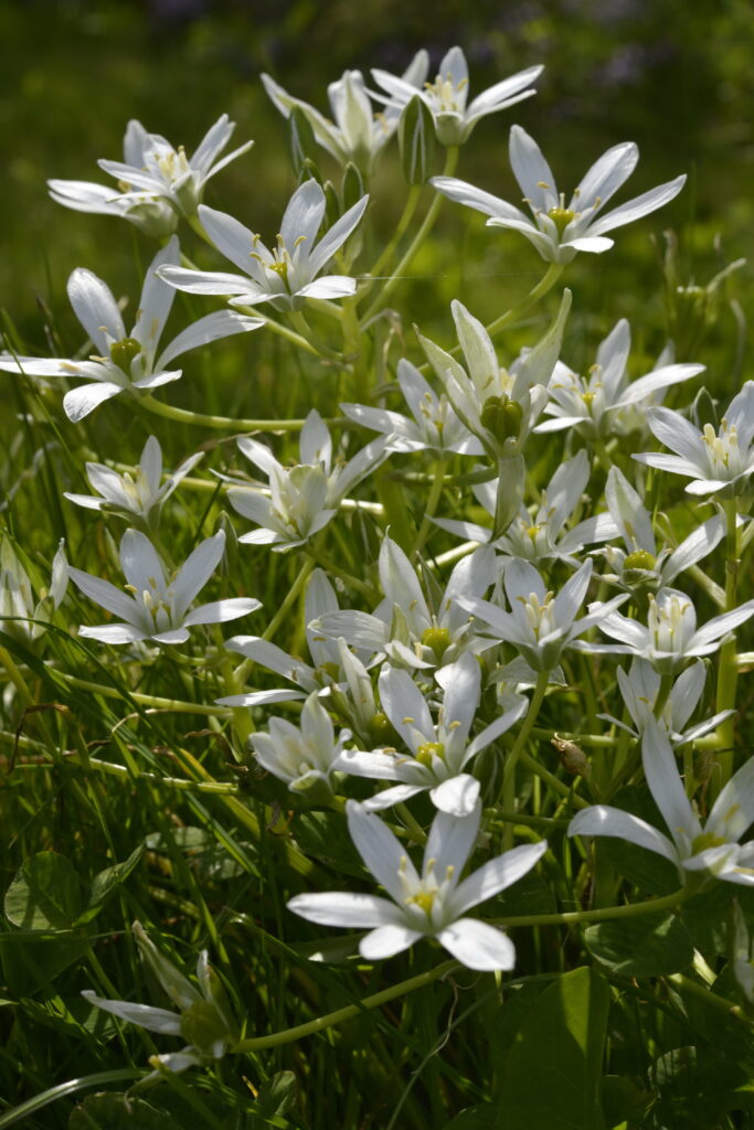 About me ornithogalum umbellatum l.