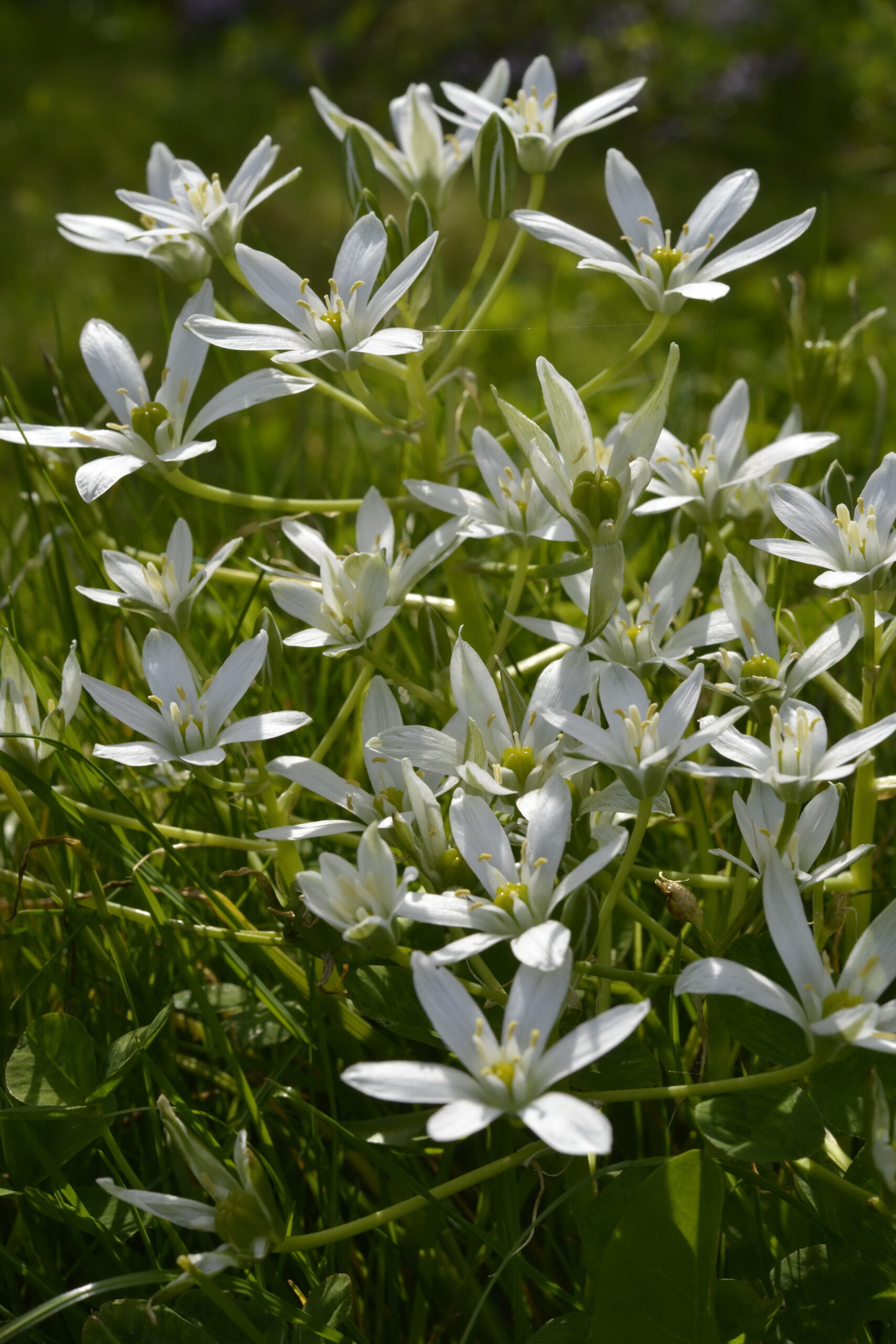 ornithogalum umbellatum l.