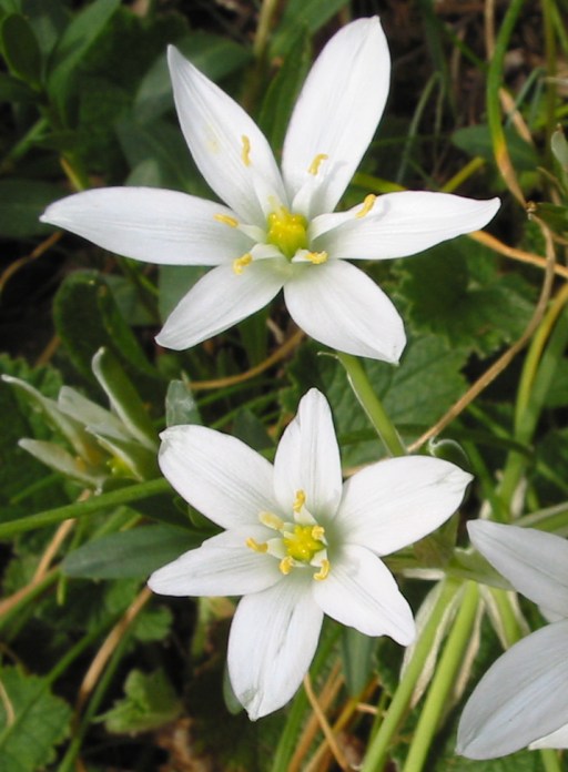 ornithogalum umbellatum jardin des plantes